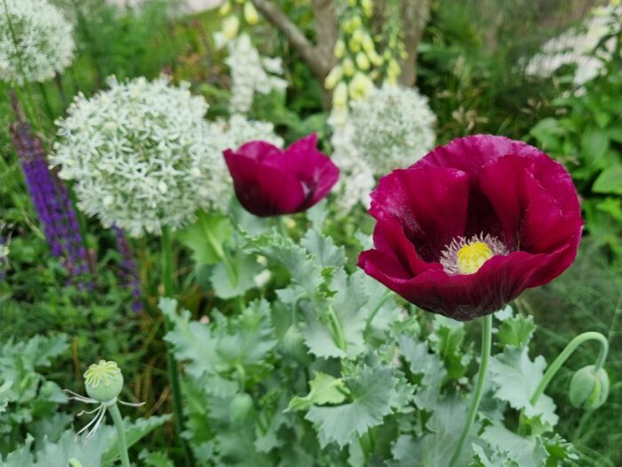 'Lauren's Grape' poppy with white aliiums at Chelsea Flower show