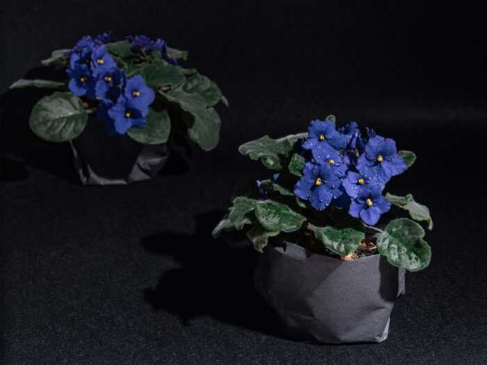 Add a vibrant colour to your spathroom - these African violets are one of the best bathroom houseplants