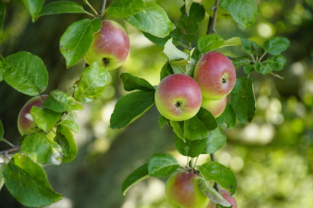 apple hanging off fruit tree in garden