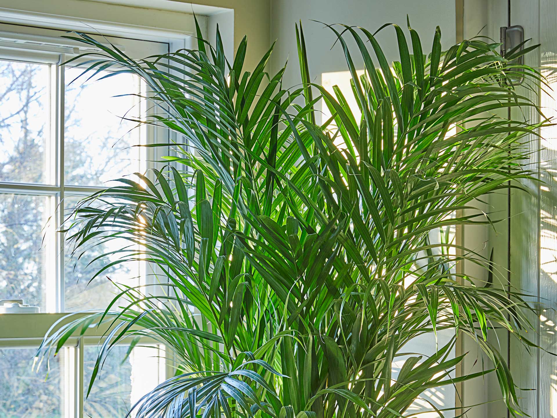 Transform your bathroom into a tropical wonderland with the exotic areca palm