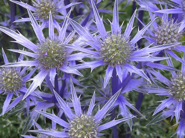 eryngium sea holly plant - garden - goodhomesmagazine.com