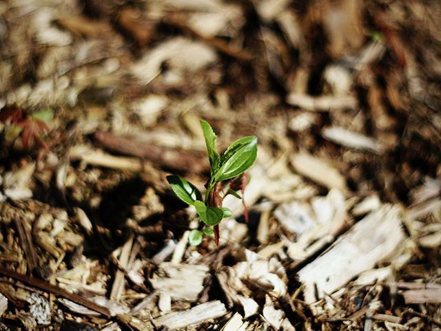 mulch garden - how to protect your garden from the heatwave - garden - goodhomesmagazine.com