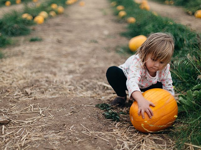 little girl picking her own pumpkin on a pumpkin patches