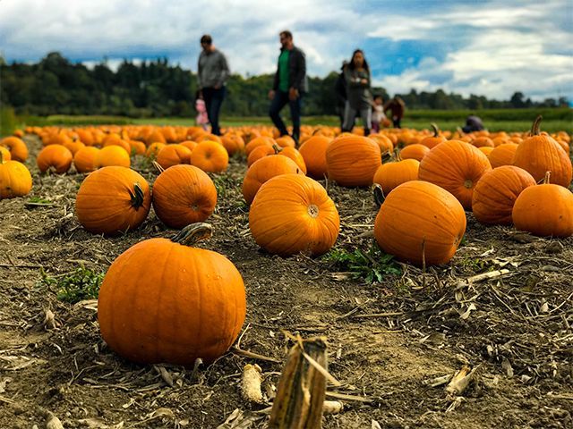 pumpkin picking in the uk: the best pumpkin patches to visit this halloween