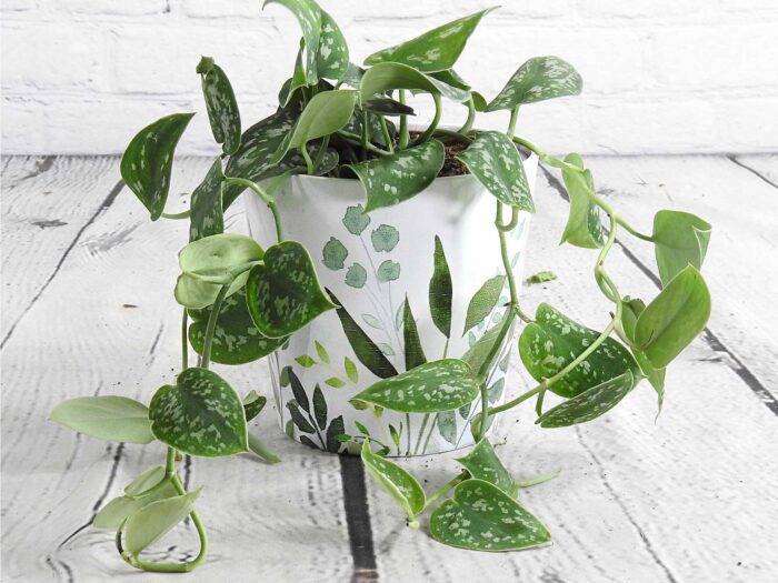 For a smaller houseplant for a bathroom, try a satin pothos