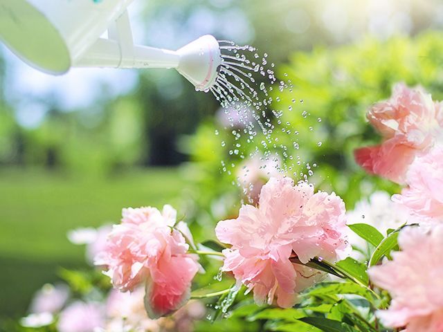 How to protect your garden from a heatwave