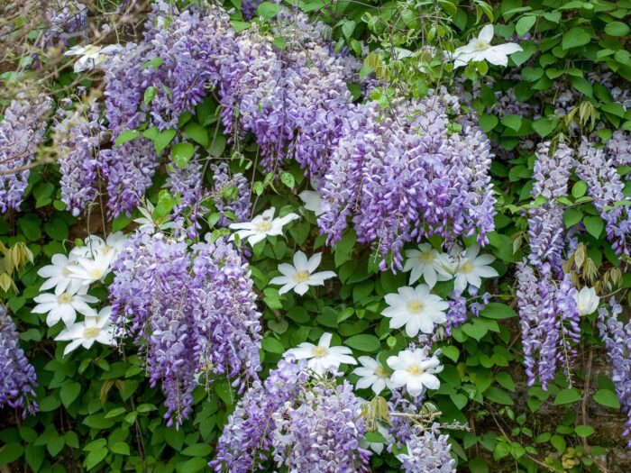 Wisteria floribunda and Clematis 'Wada's Primrose' at Sissinghurst Castle Garden